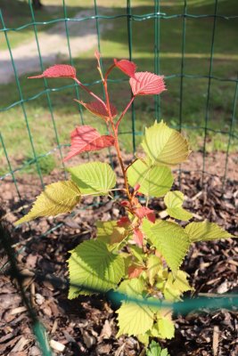 Euptelea pleiosperma - jilmovník Franchetův - celek